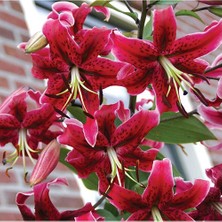 Vipfoni 3 Adet Kırmızı Kokulu Lilyum (Zambak) Çiçeği Soğanı