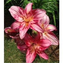 Vipfoni 3 Adet Alacalı Pembe Kokulu Lilyum (Zambak) Çiçeği Soğanı