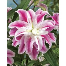 Vipfoni 3 Adet Katmerli Beyaz Pembe Kokulu Lilyum (Zambak) Çiçeği Soğanı