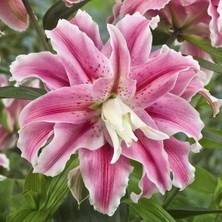 Vipfoni 3 Adet Katmerli Şeker Pembe Kokulu Lilyum (Zambak) Çiçeği Soğanı