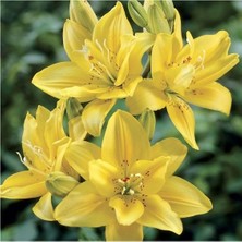 Vipfoni 3 Adet Katmerli Pastel Sarı Kokulu Lilyum (Zambak) Çiçeği Soğanı