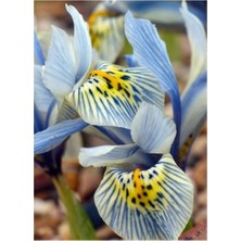 Vipfoni 2 Adet Iris-Süsen Pureobractea Çiçek Soğanı  Kod 4069