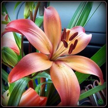 Vipfoni 3 Adet Kokulu Uçuk Somon Lilyum (Zambak) Çiçeği Soğanı