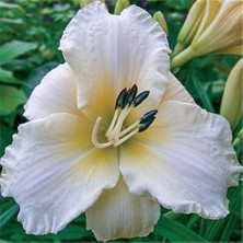 Vipfoni 3 Adet Katmerli Krem Rengi Kokulu Lilyum (Zambak) Çiçeği Soğanı