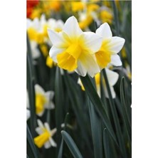 Vipfoni 5 Adet Yoğun Kokulu Nergis Çiçek Soğanı  KOD126