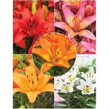 Vipfoni 5 Adet Mis Kokulu Karışık Reklerde Lilyum (Zambak) Çiçeği Soğanı