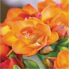 Vipfoni 12 Adet Mis Kokulu Frezya Soğanı-Katmerli Turuncu