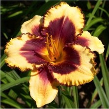 Vipfoni 3 Adet Katmerli Kahverengi Kokulu Lilyum (Zambak) Çiçeği Soğanı