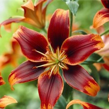 Vipfoni 3 Adet Turuncu Kenarlı Kırmızı Kokulu Lilyum (Zambak) Çiçeği Soğanı