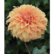 Vipfoni 3 Adet Yıldız Çiçeği Soğanı ( Dahlıa Yumrusu) Soft Sarı