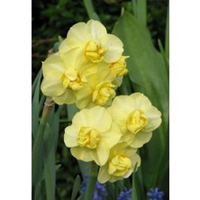 Vipfoni 5 Adet Yoğun Kokulu Nergis Çiçek Soğanı  KOD120