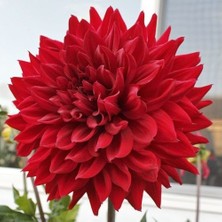 Vipfoni 3 Adet Yıldız Çiçeği Soğanı ( Dahlıa Yumrusu) Kırmızı