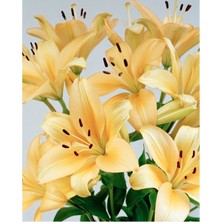 Vipfoni 3 Adet Soft Sarı Kokulu Lilyum (Zambak) Çiçeği Soğanı