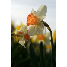 Vipfoni 5 Adet Yoğun Kokulu Nergis Çiçek Soğanı  KOD116