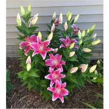 Vipfoni 3 Adet Pembe Kokulu Lilyum (Zambak) Çiçeği Soğanı