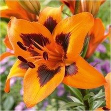 Vipfoni 3 Adet Çilli Turuncu Kokulu Lilyum (Zambak) Çiçeği Soğanı