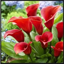 Vipfoni 2 Adet Gala Çiçeği Soğanı-Kırmızı