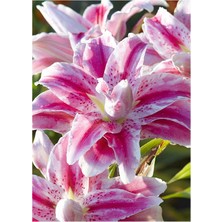 Vipfoni 3 Adet Katmerli Koyu Ebruli Kokulu Lilyum (Zambak) Çiçeği Soğanı