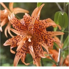 Vipfoni 3 Adet Katmerli Kahve Çilli Kokulu Lilyum (Zambak) Çiçeği Soğanı