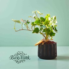 BitkiTÜRK Beton Saksıda Ithal Hedera Sarmaşık Lav Taşı ve Portakal Dilimi Dekorlu