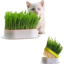 AyrStore Özel Plastik Kâseli 0 Doğal Fileli Kedi Çimi (Tüy Yumağı Önleyici)