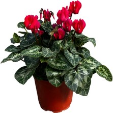 Betonish Cyclamen Persicum 'Red' (Sıklamen Çiçeği)