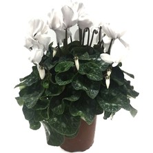 Betonish Cyclamen Persicum 'White' (Sıklamen Çiçeği)