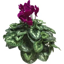 Betonish Cyclamen Persicum 'Purple' (Sıklamen Çiçeği)
