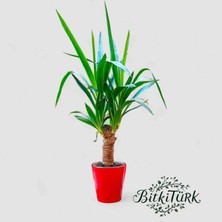 BitkiTÜRK Kırmızı Seramik Saksıda Ithal Yukka 70 cm