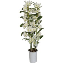 2 Dallı Bol Çiçekli Dendrobium Orkide (Bambu Orkide) Ithal 65 cm
