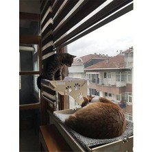 AyrStore Büyük Boy Ahşap Cama Yapışan Kedi Yğı Vantuzlu