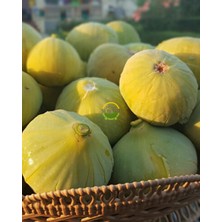 4 Yaş Aydın Sarı Lop Incir Fidanı 'rootball'