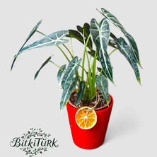 BitkiTÜRK Kırmızı Seramik Saksıda Ithal Alocasia 40/45CM