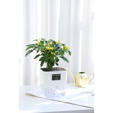 Otomatik Sulamalı Modern Mini Kare Akıllı Saksı