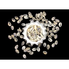 Heraldis Kahverengi Deniz Kabuğu Takı Malzemesi (20 Adet)