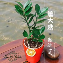 BitkiTÜRK Kırmızı Seramik Saksıda Ithal Zeze Zamia 40/45CM