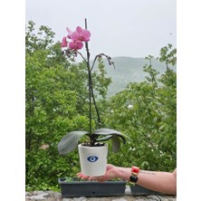 Megg Altı Delikli Nazar Göz Seramik Saksı