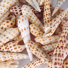 Tahtakale Toptancı Terebra Areolata kg Lık  Gerçek Deniz Kabuğu  1 kg