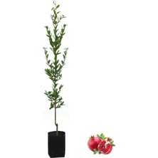 AnkaBahçe Tüplü Hicaz Nar Fidanı 80-100 cm