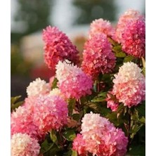 AnkaBahçe Ağaç Ortanca Paniculata Sandey Frayz - Sooğuklara Dayanıklı