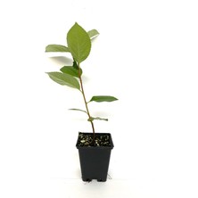 AnkaBahçe Aronia (Aronya) Fidanı- Chokoberry Fidanı 20-30 cm