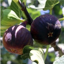 AnkaBahçe Tüplü Lezzetli Durdane Siyah Incir (Bursa Siyahı) I 20-40 cm