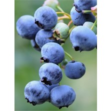 AnkaBahçe ( 2 Adet ) Blue Berry Yaban Mersini Fidanı 3 Yaş