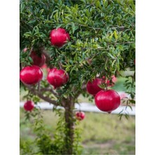 AnkaBahçe Hicaz Nar (Tüplü) Fidan