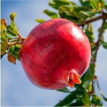 AnkaBahçe Çekirdeksiz Nar Fidanı \ Tüplü \ 50-70 cm )
