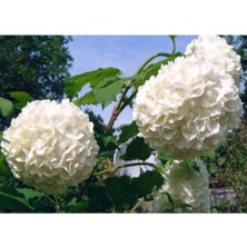 AnkaBahçe Kartopu Çiçeği 2 Yaş Tüplü Fidan