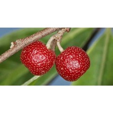 AnkaBahçe Japon Iğdesi - Kırmızı Güz Yemişi Fidanı