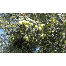 AnkaBahçe Trilye Zeytin Fidanı