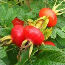 AnkaBahçe 2 Adet Tüplü Büyük Meyveli Rosa Rugosa Kuşburnu Fidanı