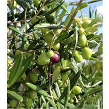 AnkaBahçe ( 5 Adet ) Aşılı Gemlik Trilye Zeytin Fidanı 2 Yaş